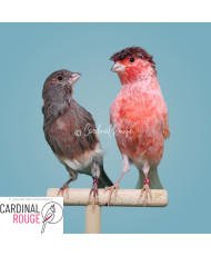 Canari arlequin portugais