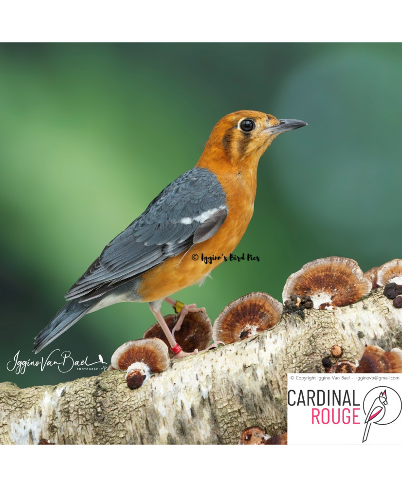 Grive à tête orange (le couple)