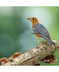 Grive à tête orange