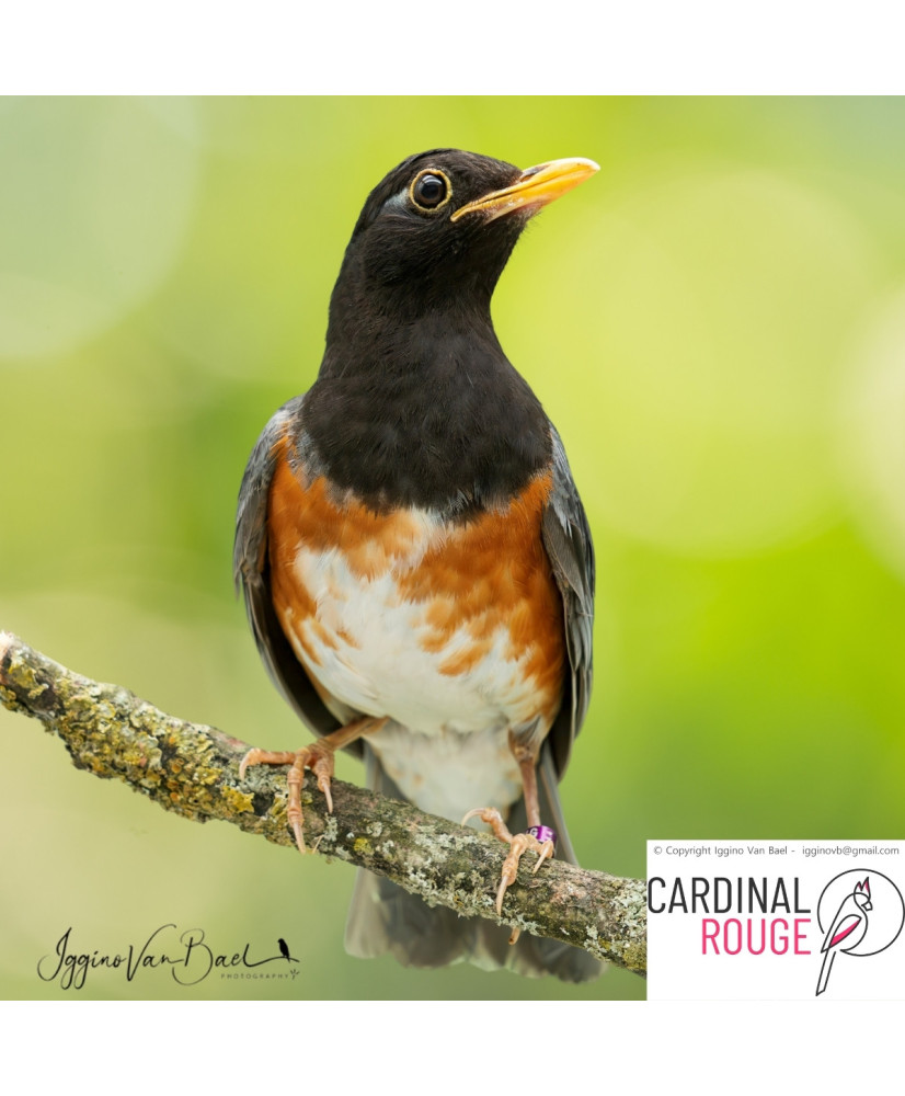 Merle à poitrine noire