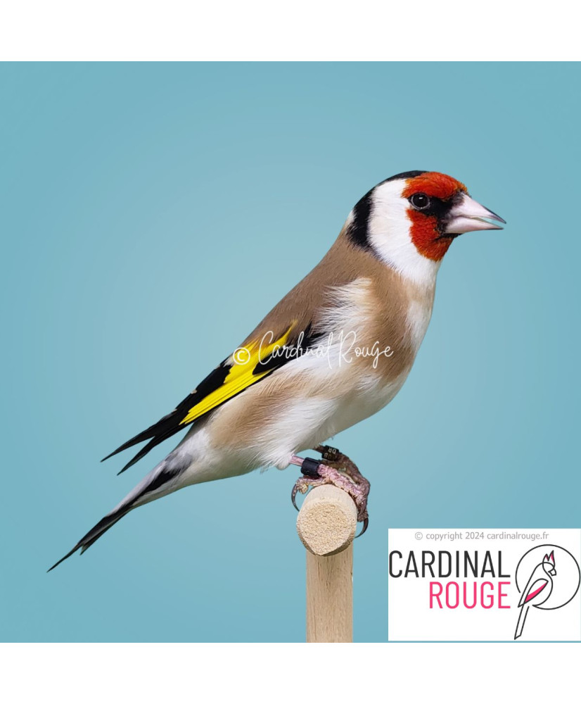 Chardonneret major couleur classique