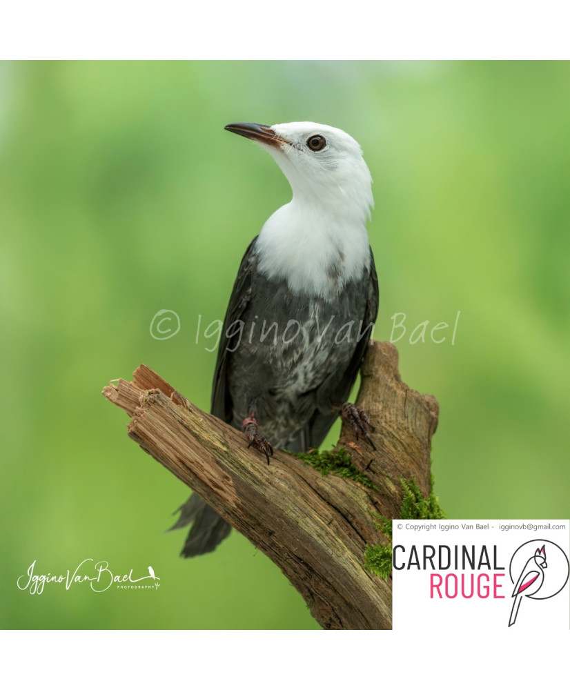 bulbul noir à tête blanche