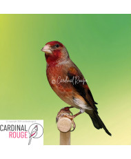 Mulet chardonneret x canari