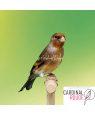 Mulet chardonneret x canari