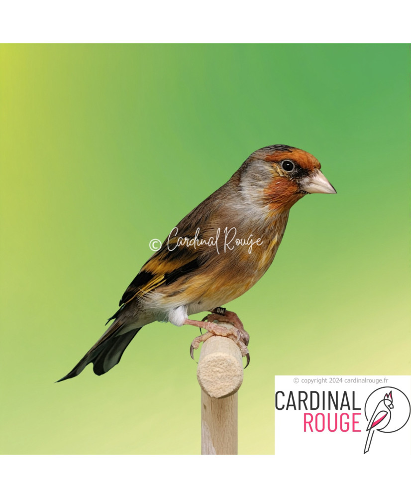 Mulet chardonneret x canari