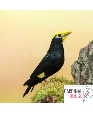 Mainate couronné -  © Iggino Van Bael