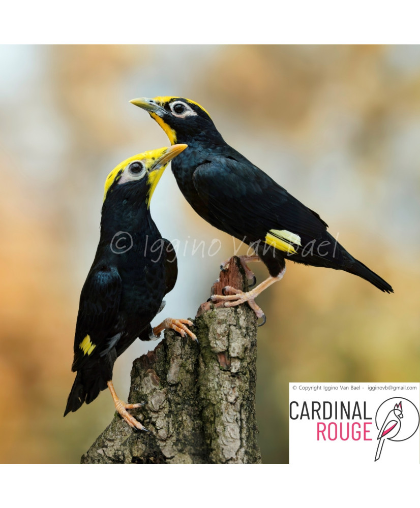 Mainate couronné -  © Iggino Van Bael