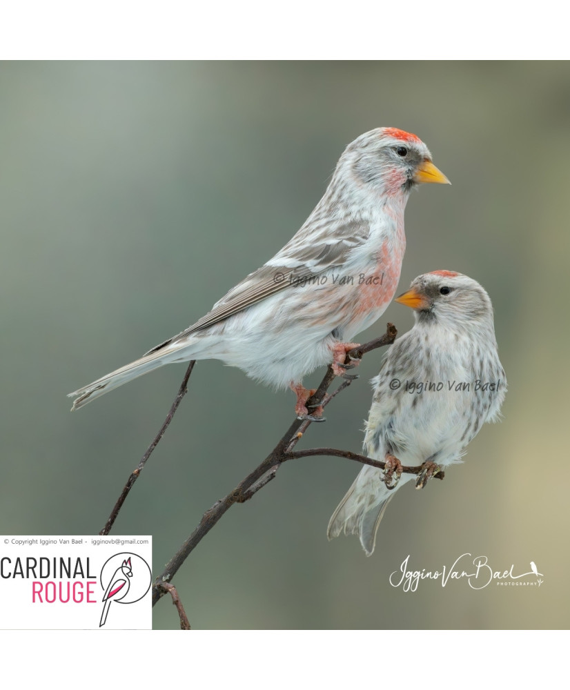 Sizerin flammé mutation agate