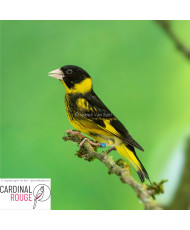 Verdier du Vietnam (le couple)