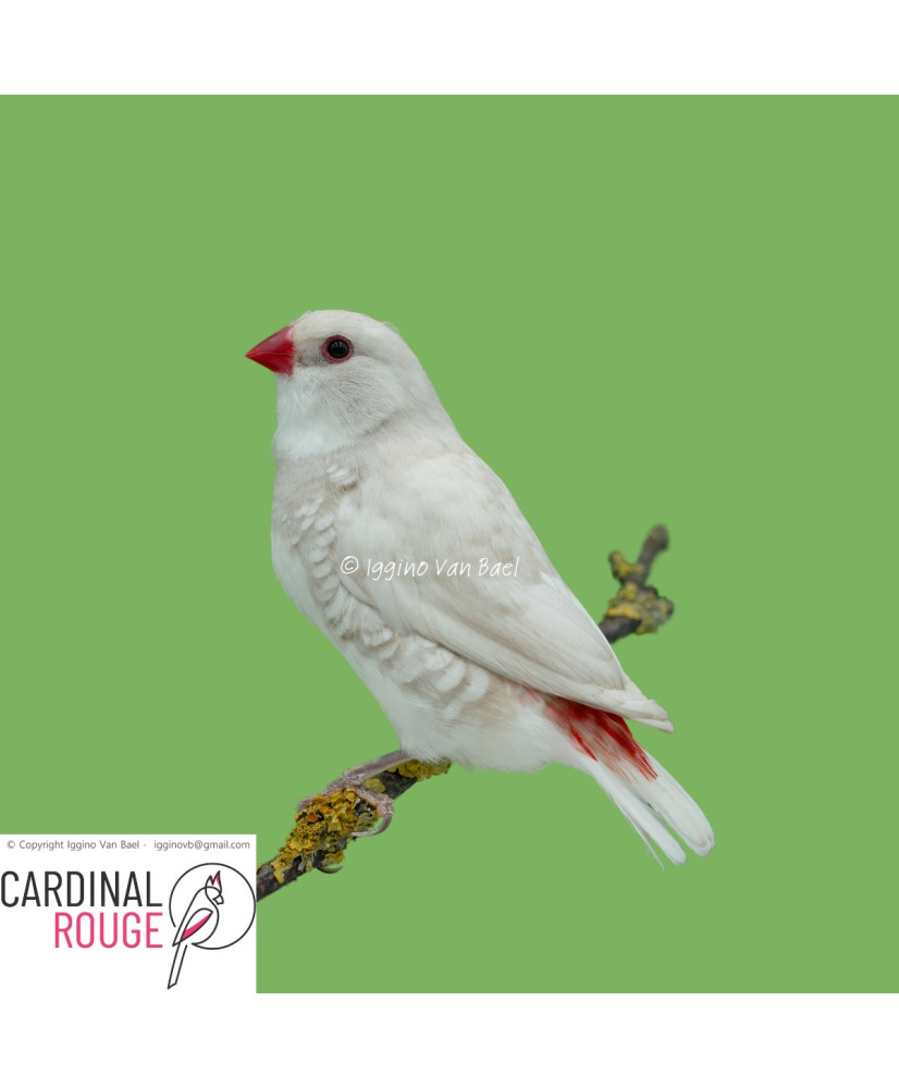 Diamant à gouttelettes mutation argenté