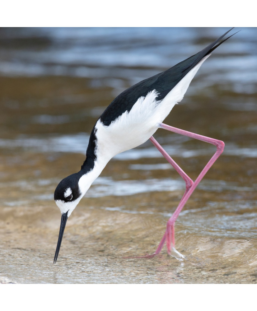 Échasse d'Amérique © canva.com