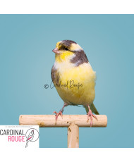 Canari gloster panaché