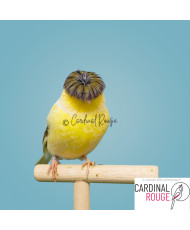 Canari gloster panaché