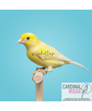 Canari malinois - Canari de chant