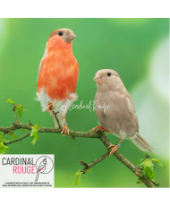 Bouvreuil ponceau mutation brunpastel