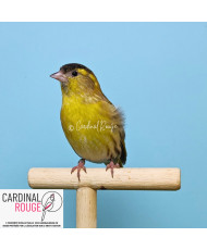 Tarin des aulnes mutation brun