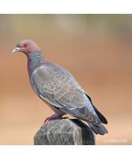 Pigeon picazuro