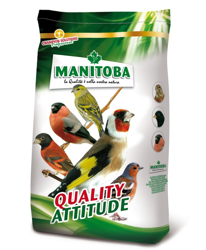 Manitoba Carduelito bianco (sans graines noires)