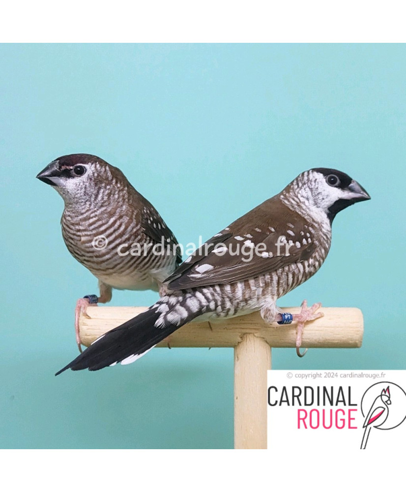 Diamant modeste (le couple)