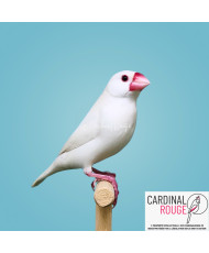 Padda mutation blanc