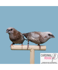 Moineau du Japon mutation perlée