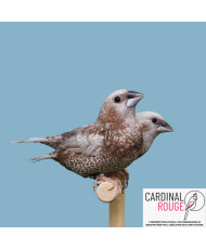 Moineau du Japon mutation perlée