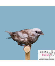 Moineau du Japon mutation perlée