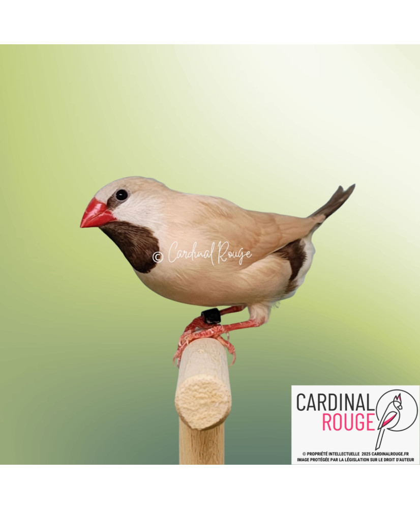 Diamant à longue queue mutation isabelle