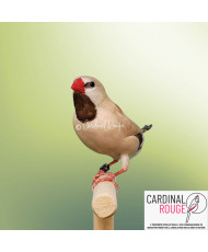 Diamant à longue queue mutation isabelle