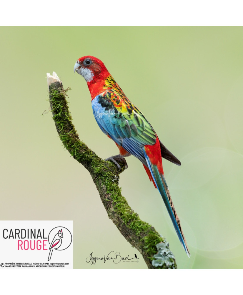 Perruche omnicolore mutation rouge (opaline)