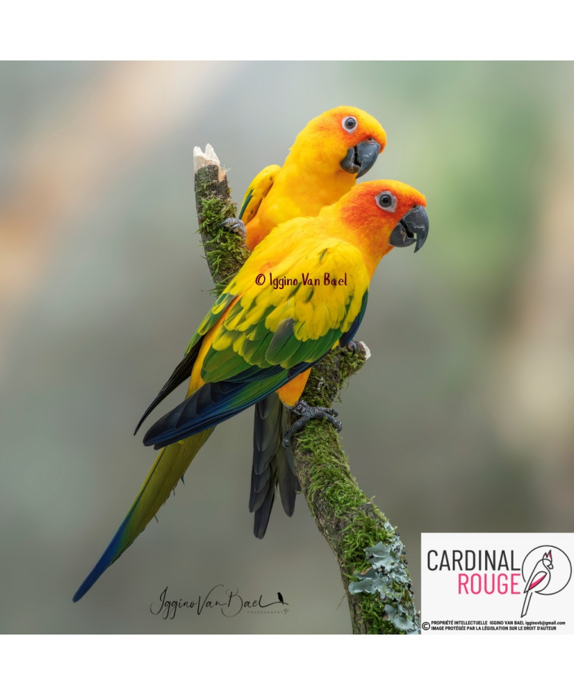 Conure soleil