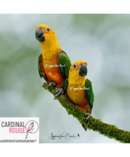 Conure jandaya