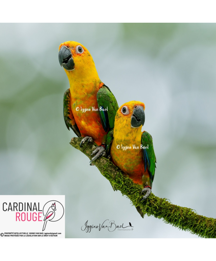 Conure jandaya