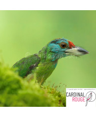 Barbu à gorge bleue