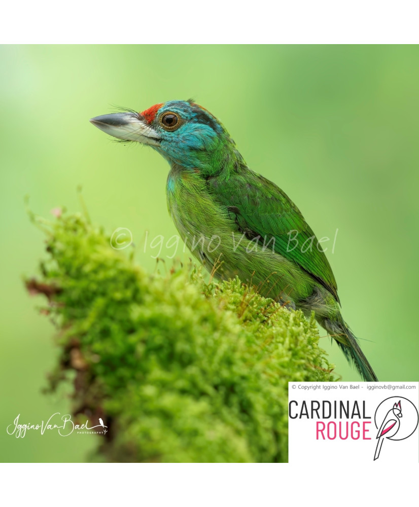 Barbu à gorge bleue