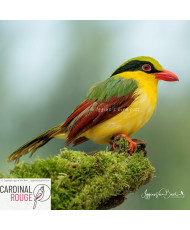 Pirolle à ventre jaune