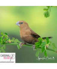 Capucin bec d'argent