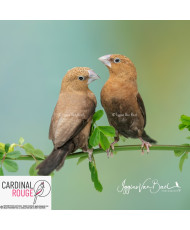 Capucin bec d'argent