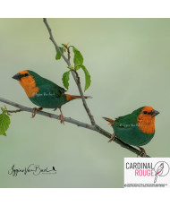 Pape de nouméa mutation bleu de mer