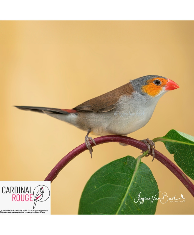 Astrild à joues orange - Oisellerie Cardinal Rouge
