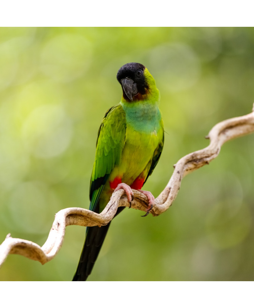 Conure nanday