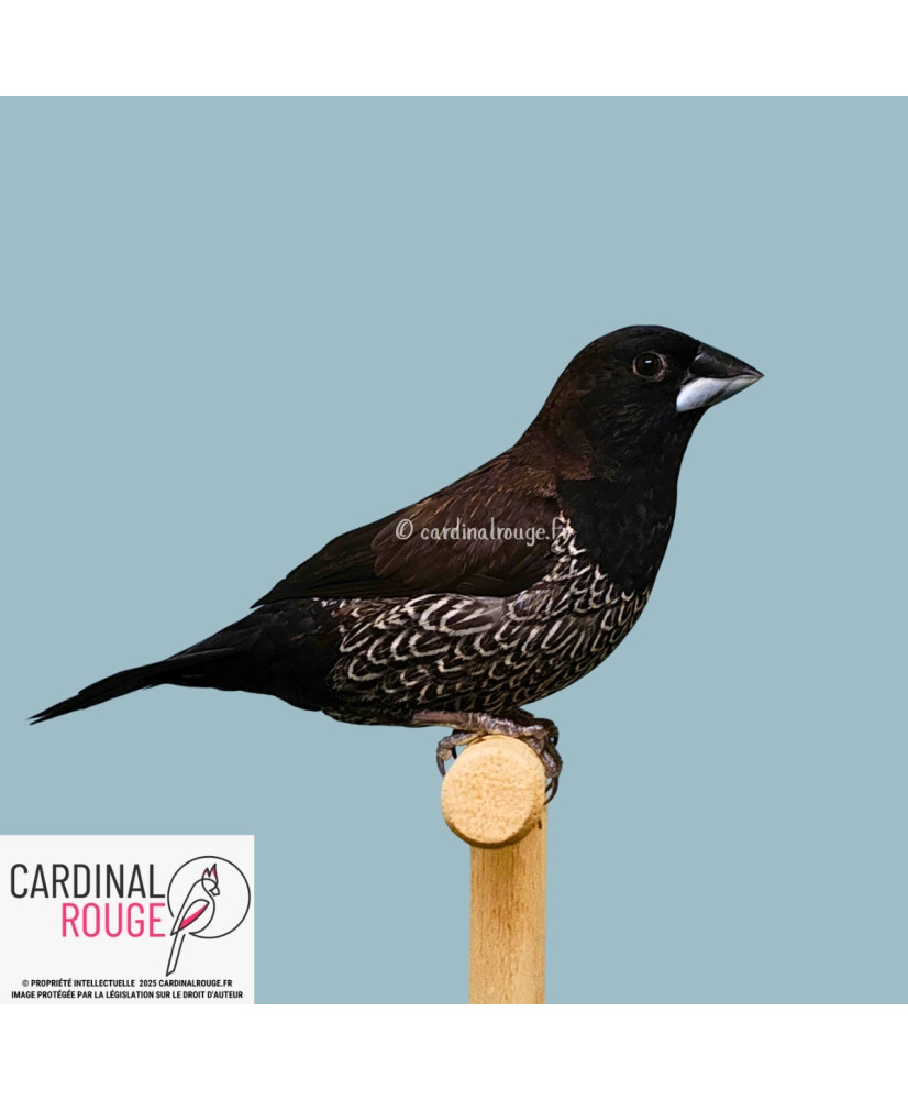 moineau du Japon noir-brun