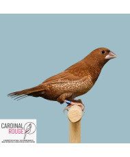 moineau du Japon rouge-brun
