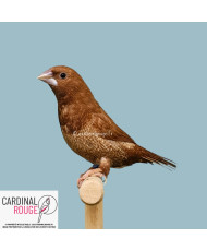 moineau du Japon rouge-brun