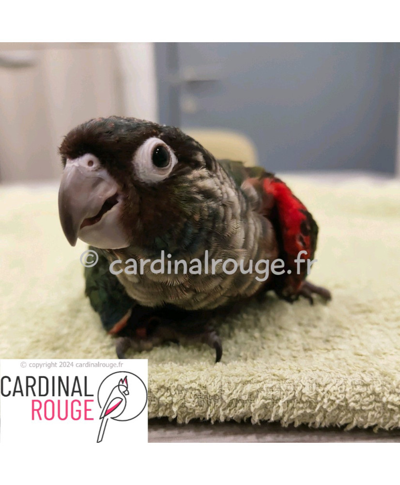 Conure à ventre rouge -  élevé à la main (EAM)