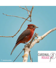 Araguira rougeatre (le couple)