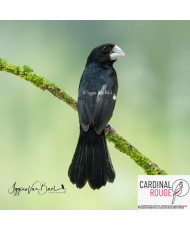 Sporophile crassirostre