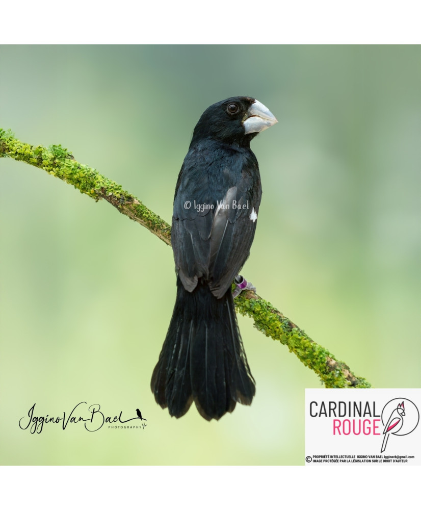 Sporophile crassirostre