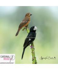 Sporophile crassirostre