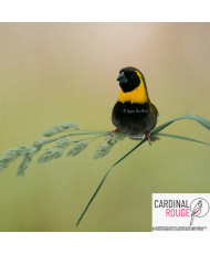 Cici petit-chanteur - Oisellerie Cardinal Rouge